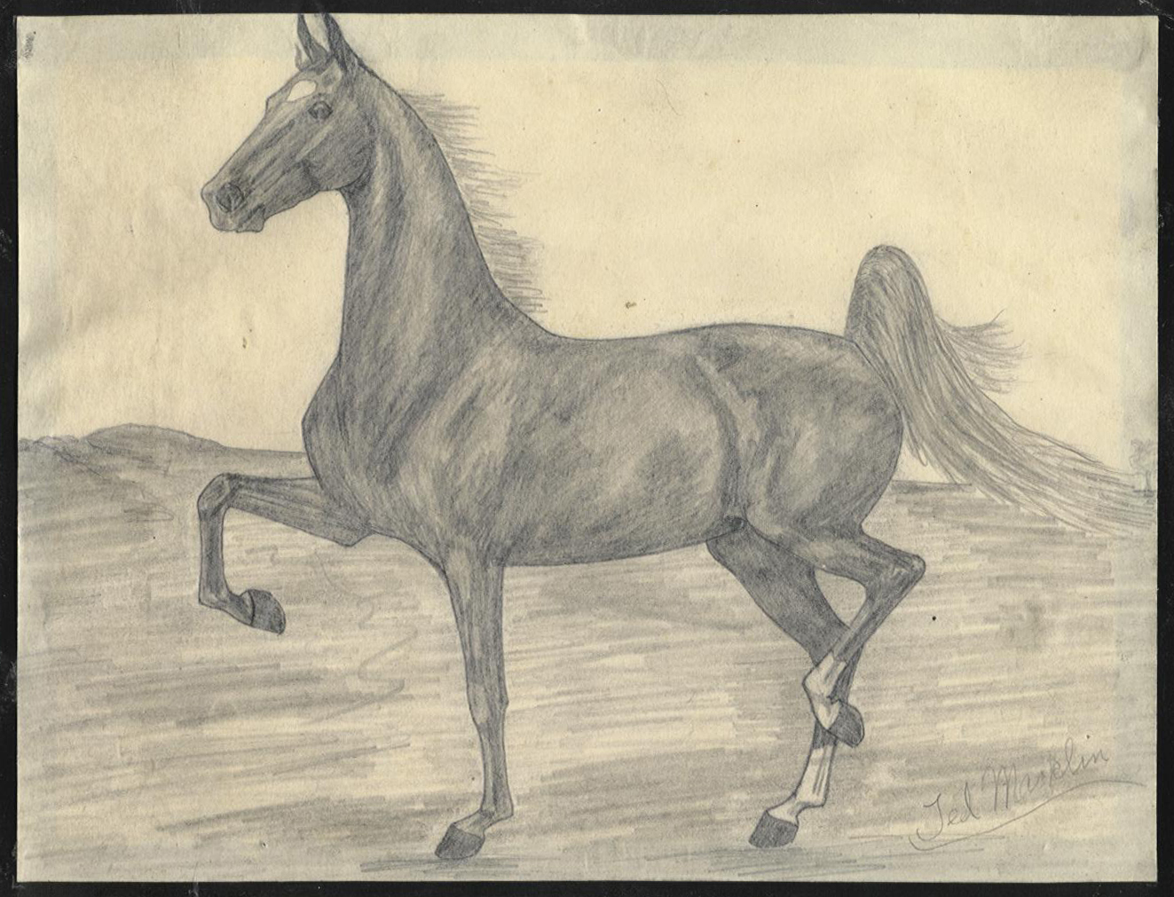 saddlebred horse coloring pages - photo #19